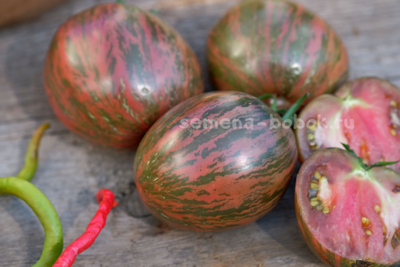 Томат Rebel Starfighter Blaine's Moonlight (Восставший Звездный Истребитель Лунный Свет Блэйна) , 10 шт