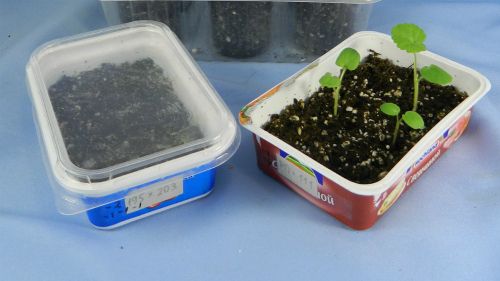 всходы пеларгонии