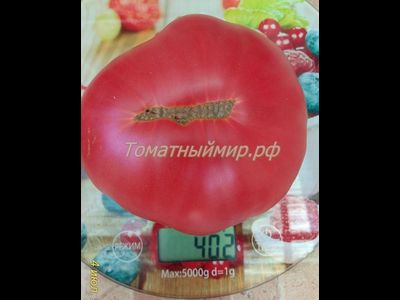 Томат Силезская малина (Schlesische Himbeere), Германия