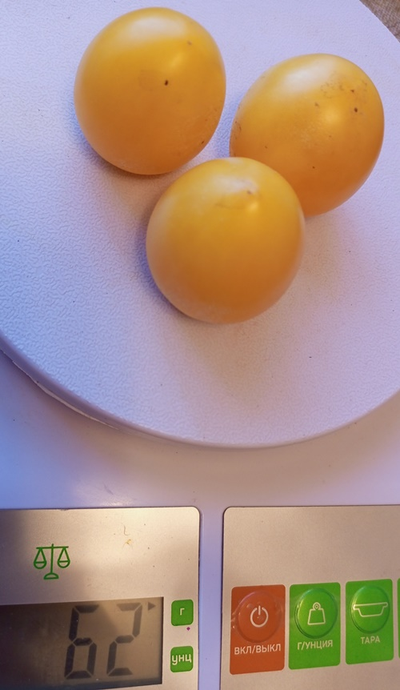 Томат Супер балконный оранжевый