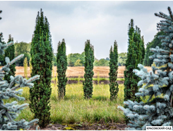 Тисс ягодный Фастигиата - Fastigiata