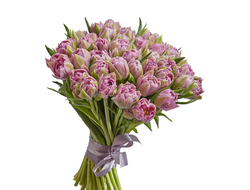51 фиолетовыЙ тюльпан