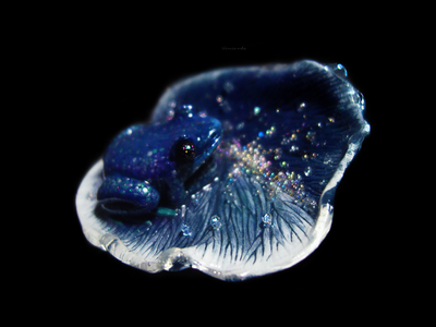 Волшебная брошь с лягушкой "Рассыпая звёздную пыль..."