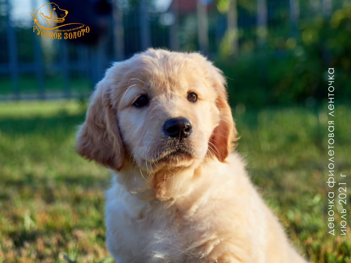 РЗ Шелекса Саша, девочка фиолетовая ленточка, 2 месяца