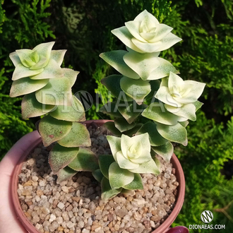 Crassula perforata Variegata - Крассула перфорированная пестрая, Толстянка пронзенная, толстянка продырявленная