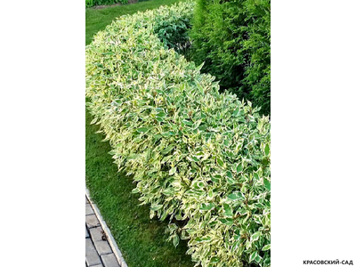 Дерен белый Сибирика Варьегата фото красовский-сад.рф