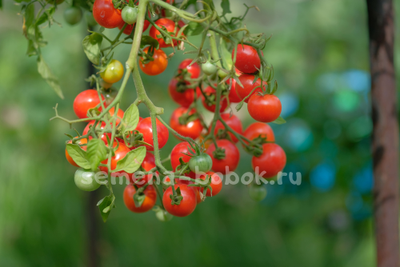 Томат Berry Carpet (Ягодный ковер), 10 шт