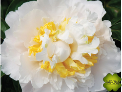 ПИОН "ЧЕДДЕР ЧИЗ"