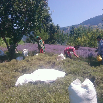 Лаванда горная (Lavandula angustifolia), Кашмир (30 мл) - 100% натуральное эфирное масло