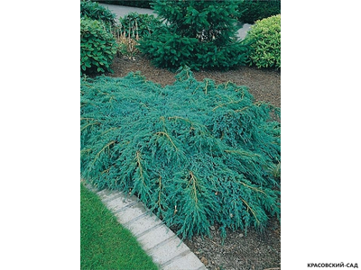 Можжевельник чешуйчатый Блю Карпет - Blue Carpet