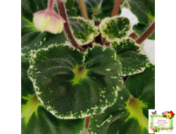 Р-В Стране Чудес (В.Зуб) 2023 г.