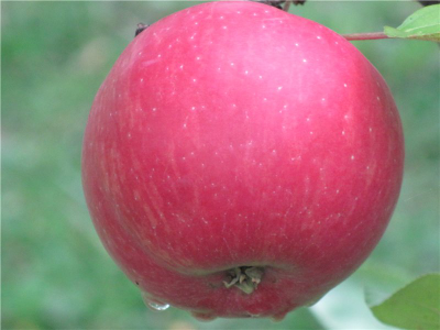 Бефорест красный (яблоня)