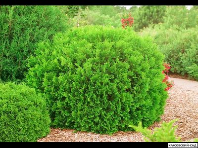 Туя западная Вудварди - Woodwardii