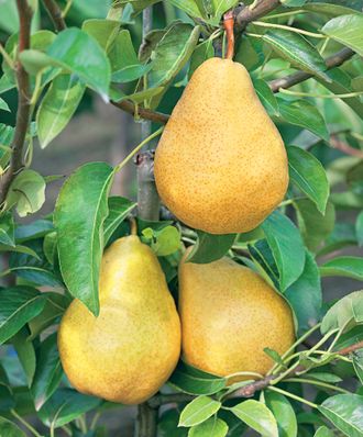 Груша "Дюшес"
