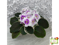 Dn-Дух Різдва (Д. Денисенко) 2020 г.