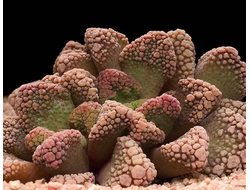 Titanopsis calcarea Hopetown (MG) - 5 семян