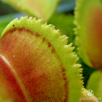 Dionaea muscipula Whale