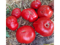 Томат Карабас-Барабас