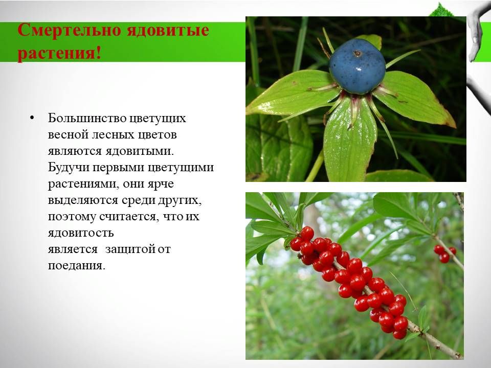 Ядовитые растения. Ядовитые растения описание. Лекарственные и ядовитые растения. Не ядовитые растения. Ядовитые растения нашего края.