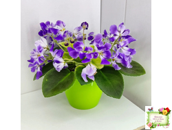 LV-Элизабет (Л. Шевелева) 2023 г. (лист посажен 25.07.25)