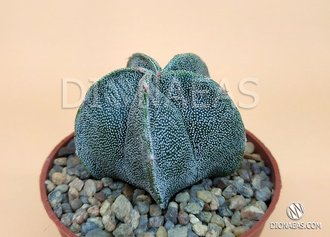 Astrophytum Myriostigma - Астрофитум мириостигма, Астрофитум многорыльцевый, Астрофитум крапчатый, кактус звезда