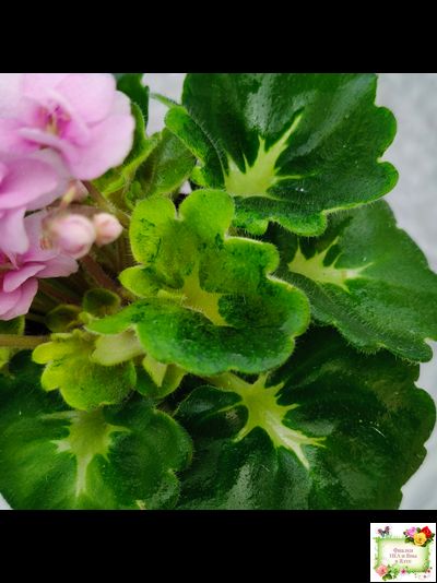 Goldilocks (L.Ray) (Голдилокс) (гёрл-лист с кроновой пестролистностью)