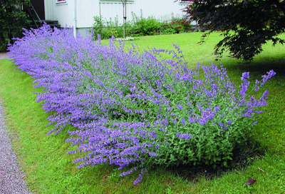Котовник Фассена Сикс Хиллс Джиант (Nepeta faassenii Six Hills Giant)