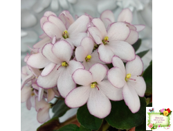 Н-Дюймовочка (Н. Бердникова)