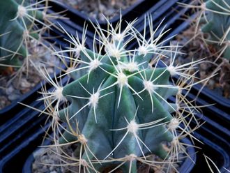 Ferocactus glaucescens (D=55-60mm)