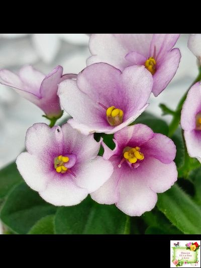 ЛЕ-Колибри (Е. Лебецкая) (3 листа посажены в 1 стак. 20.10.25)