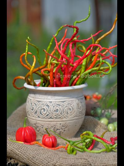 Перец острый Thunder Mountain Longhorn (Тандер Мунтан Лонгхорн), 10 шт