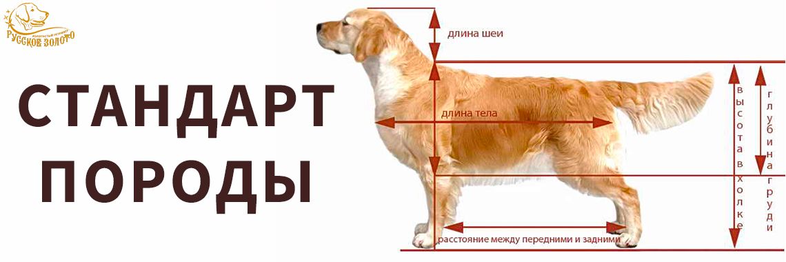 Статья - Стандарт породы золотистый ретривер