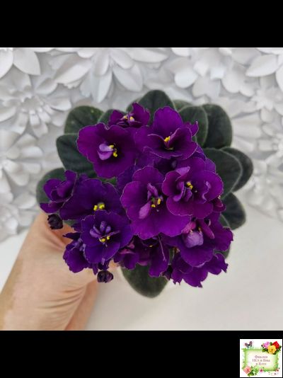 Jolly Prince (H.Pittman), #10462 (11/21/2011), DAVS 1731, TX Hyb