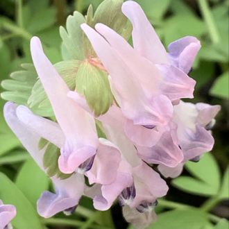 Corydalis solida