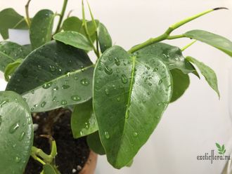 Ficus rubiginosa australis / фикус рубигиноза Аустралис