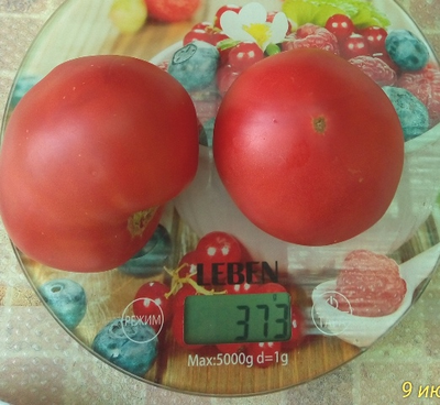 Томат Бычье сердце туймазинское