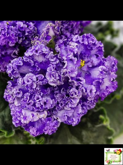 АВ-Озерная Фея (Фиалковод) 2017 г.