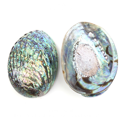 Ракушка 12-14 см.