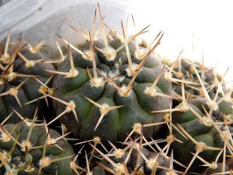 Gymnocalycium riojense VG-242 (D=18-20mm)