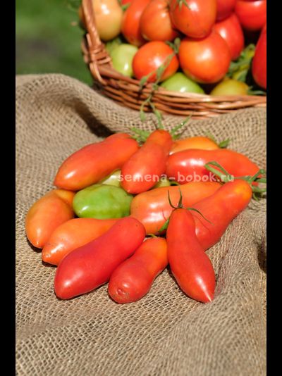 Томат Стрелка, 10 шт