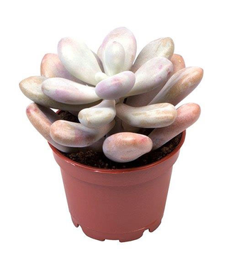 Pachyphytum Pink, Пахифитум, лунный камень, суккулент, род толстянковых