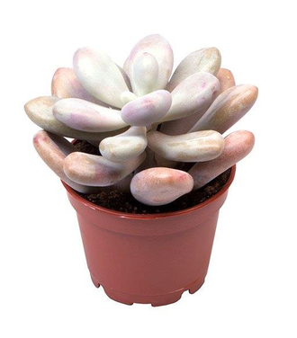 Pachyphytum Pink