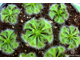 Drosera "Burmannii"