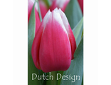 DUTCH DESIGN