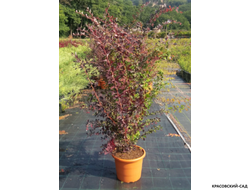 Барбарис Аурикома - Auricoma