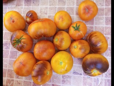 Томат Золотое яблоко