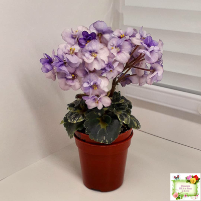 Heavenly Girl (Хевенли Гел), H.Pittman (пестролистный гёрл)