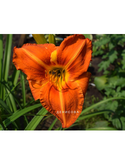 Лилейник Тускавилли Тигрис