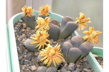 Lithops verruculosa v. glabra (Чехия)
