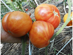 Томат Мятные (Peppermint) США